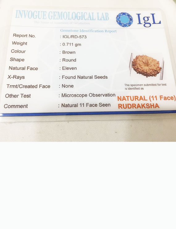 11 Mukhi Indonesia Certified Rudraksha- size - 13.50 mm